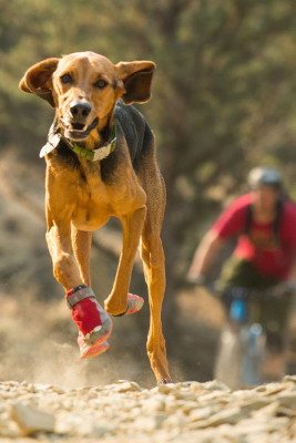 グリップトレックス 犬用ブーツ 犬の靴 犬用ソックス バークンブーツ 