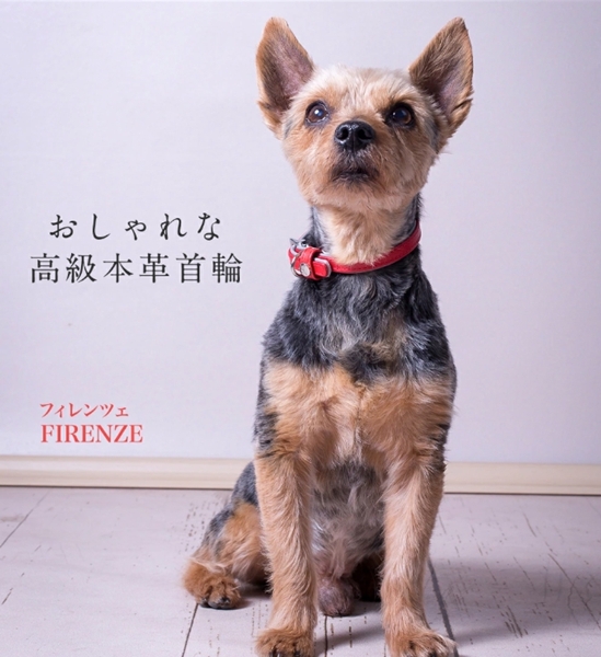 FIRENZEitBcFj