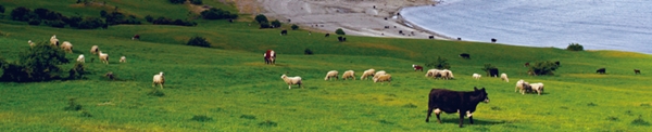 KiaOra